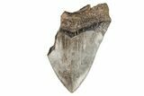 Partial Megalodon Tooth - South Carolina #193964-1